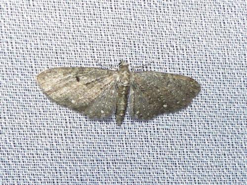 Réf. 302 370 : Eupithecia tripunctaria